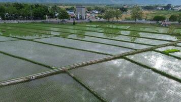 aerial view of paddy fields. Aerial view of agriculture in rice fields for cultivation in Gorontalo Province, Indonesia. Natural the texture for background photo