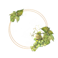 Round golden frame with a bunch of green grapes hand-drawn in watercolor. png