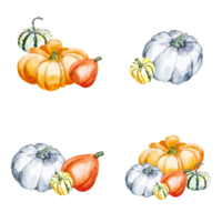 Vegetables. Pumpkin composition. Watercolor illustration of bright pumpkins on a transparent background. Illustration with vegetables for your design png