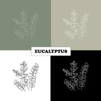 eucalipto. eucalipto aceite, eucalipto fragancia, hierbas vector