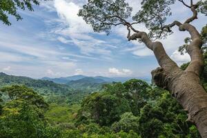 Scenery of National Kinabalu Park, Taman Negara Kinabalu, in Sabah, East Malaysia photo