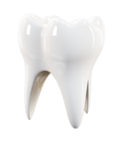 Molars teeth PNG