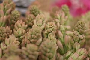 lost of tuberose flowers taken close up. photo