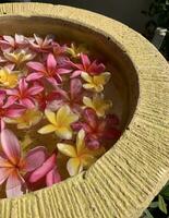 Flowers soaks in water in a pottery bowl. Onam and Diwali festival concept image, red plumeria flower or bunga kemboja merah in bali photo