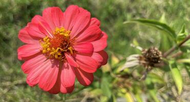 peruano zinnia o mexicano zinnia flor antecedentes hermosa jardín margarita foto