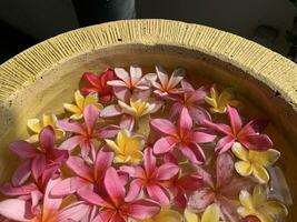 Flowers soaks in water in a pottery bowl. Onam and Diwali festival concept image, red plumeria flower or bunga kemboja merah in bali photo