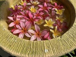 Flowers soaks in water in a pottery bowl. Onam and Diwali festival concept image, red plumeria flower or bunga kemboja merah in bali photo