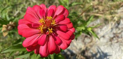 Peruvian zinnia or mexican zinnia flower background beautiful garden daisy photo