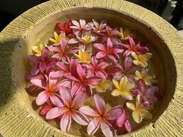 Flowers soaks in water in a pottery bowl. Onam and Diwali festival concept image, red plumeria flower or bunga kemboja merah in bali photo