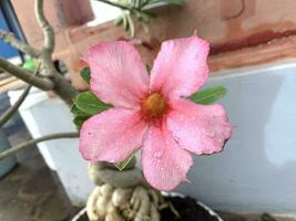 Cambodian adenium plant beautiful shoot in the morning photo