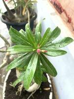 Cambodian adenium plant beautiful shoot in the morning photo