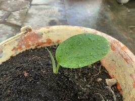 The key spice plant or finger root is starting to grow with strong leaves and beautiful shoots photo