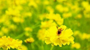 honey bee on yellow flower video