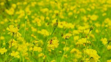 abeille sur fleur jaune video