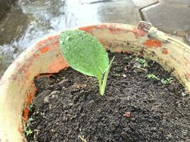 el llave especia planta o dedo raíz es comenzando a crecer con fuerte hojas y hermosa dispara foto