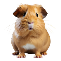 portrait of guinea pig standing isolated on transparent background ,generative ai png