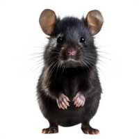 cute black hamster isolated on transparent background ,generative ai png