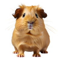 portrait of guinea pig standing isolated on transparent background ,generative ai png