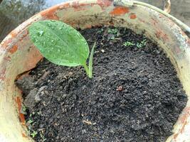 The key spice plant or finger root is starting to grow with strong leaves and beautiful shoots photo