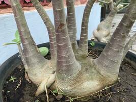 The young bonsai plant that has just been bred is called the frangipani adenium plant photo