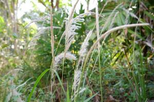 weed plant which has the Latin name Imperata cylindrica is suitable for a natural background photo