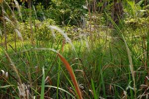 weed plant which has the Latin name Imperata cylindrica is suitable for a natural background photo