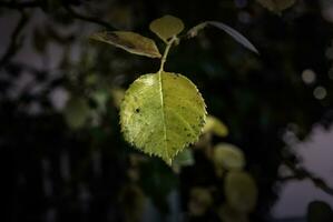 Yellow leaf on a tree photo