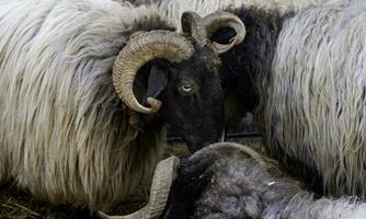 Goats with horns photo