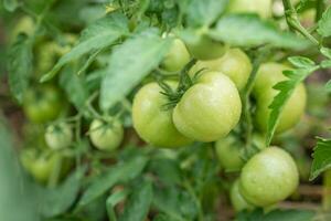 Green tomatoes grow in a vegetable garden in summer photo