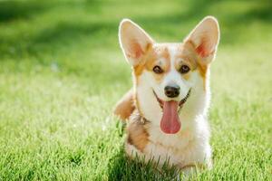 Portrait of a dog corgi breed on a background of green grass on a sunny day in summer photo