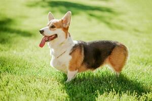 Portrait of a dog corgi breed on a background of green grass on a sunny day in summer photo