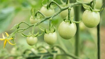 Green cherry tomatoes grow on bushes in the vegetable garden in summer. Close-up photo