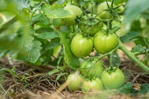 Group of fresh green tomatoes grow on bushes in the village photo