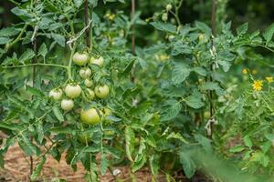 Green tomatoes grow in a vegetable garden in summer photo