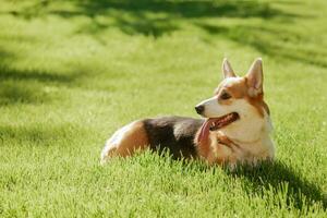 retrato de un perro de el corgi raza en un antecedentes de verde césped en un soleado día en el parque foto