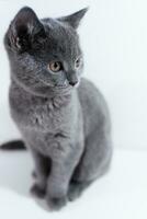 British shorthair kitten sitting on a white table photo