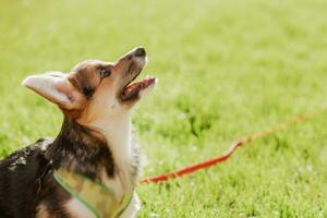 retrato de un corgi perrito en verano en un antecedentes de césped en un soleado día foto