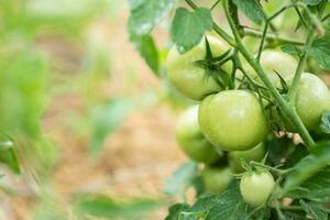 Group of fresh green tomatoes grow on bushes in the village photo