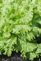 Lettuce plant grows in the vegetable garden in the village photo