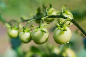 verde Cereza Tomates crecer en arbustos en el vegetal jardín en verano. de cerca foto