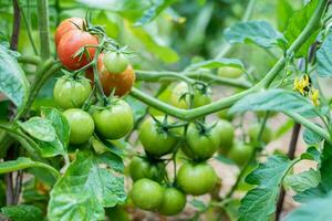 Green and red tomatoes ripen in the vegetable garden in summer photo