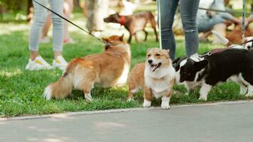 People walk a corgi dog in summer in the park photo