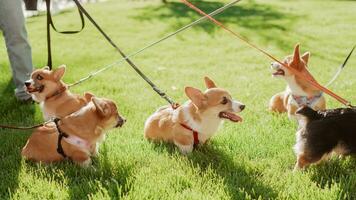 Portrait of little corgi puppies which are walking on the lawn in summer on a sunny day photo