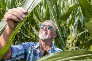 modern technological farmer while checking the growth data of corn on the tablet of his cultivated fields photo