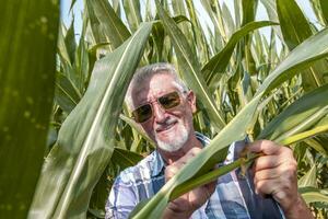 modern technological farmer while checking the growth data of corn on the tablet of his cultivated fields photo