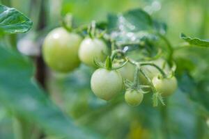 Green cherry tomatoes grow on bushes in the vegetable garden in summer. Close-up photo