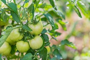 Green tomatoes in the garden grow in the summer in the village photo