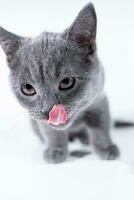 British shorthair gray kitten licks its muzzle with its tongue on a white background photo