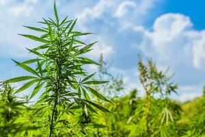 Cannabis bushes grow on the field against the sky in summer on a sunny day photo