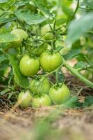 Group of fresh green tomatoes grow on bushes in the village photo